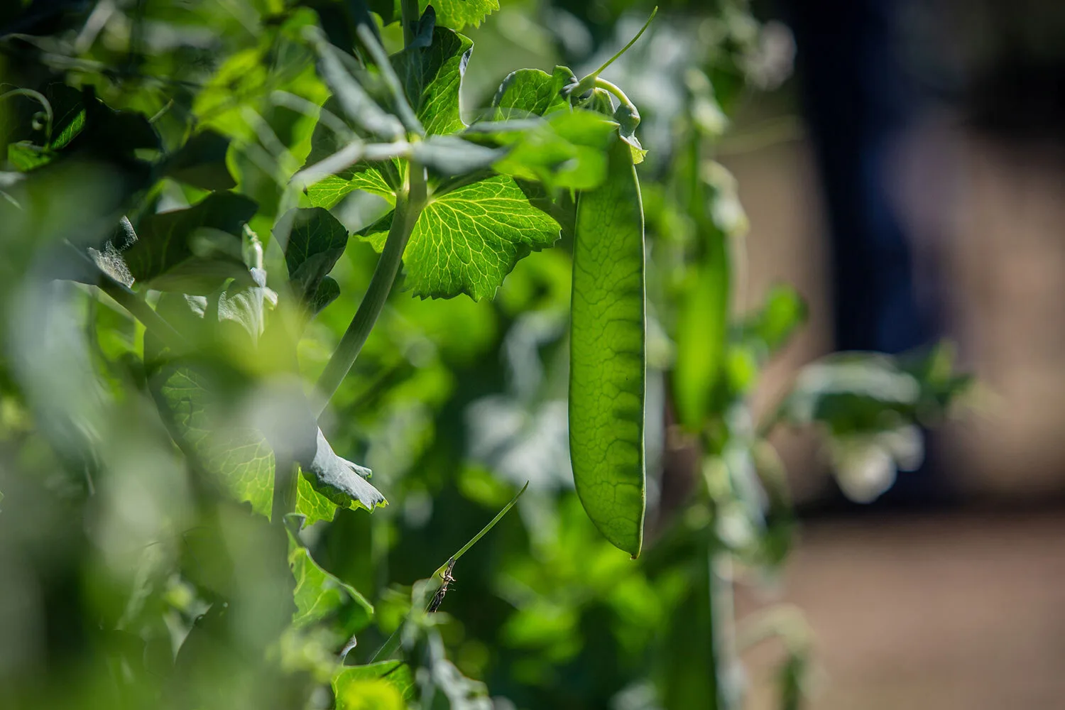 peas