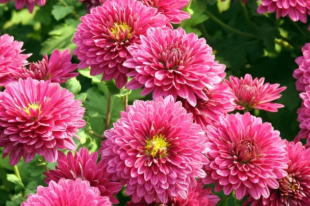 What to plant in May