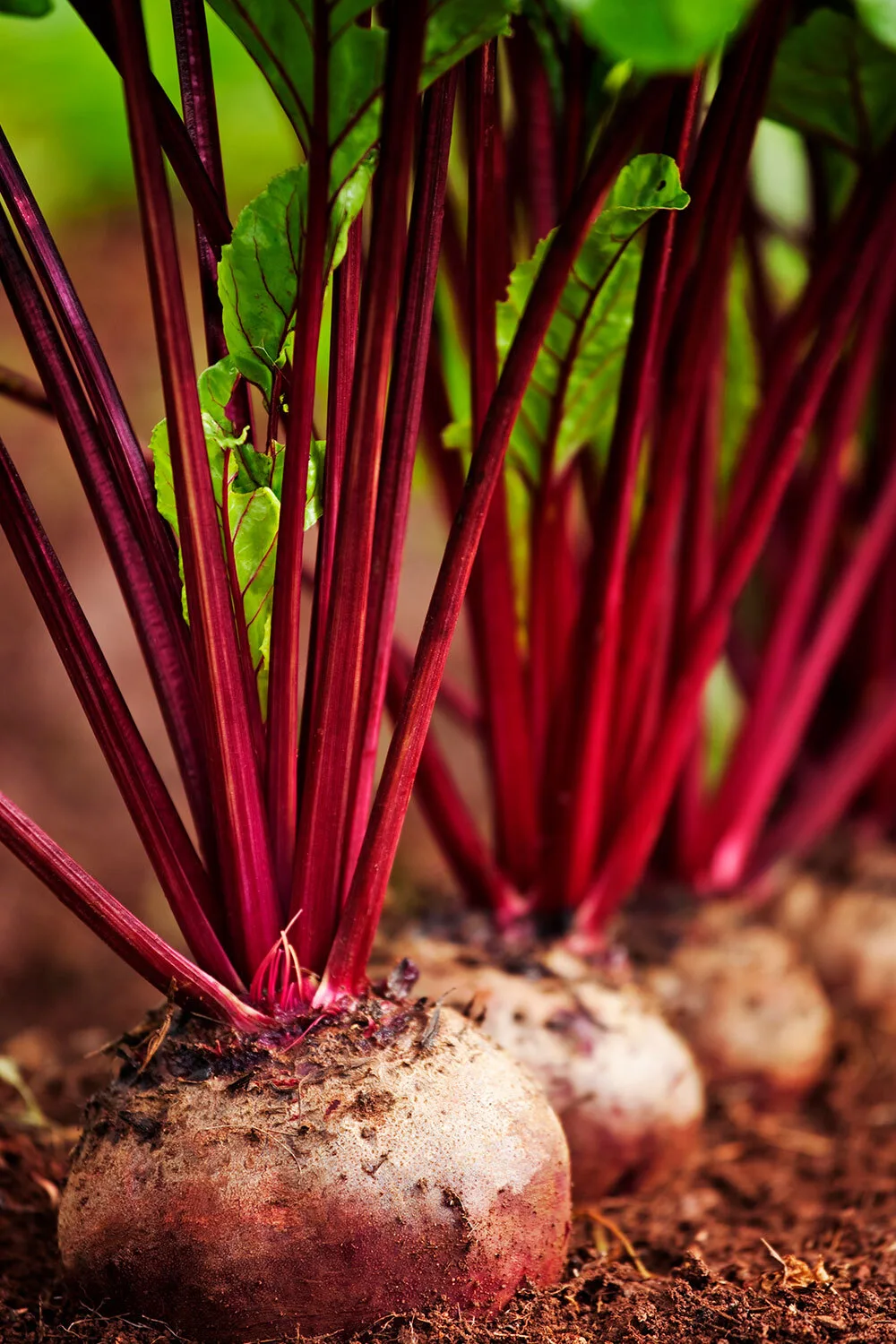 beetroot