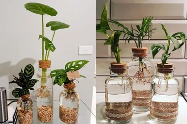 How to grow an indoor water garden with Kmart items