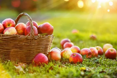 How to grow dwarf apple trees in your backyard