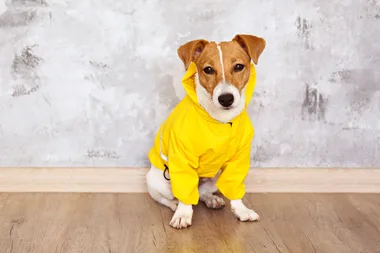 Why you can’t miss Kmart’s new fashion for pets