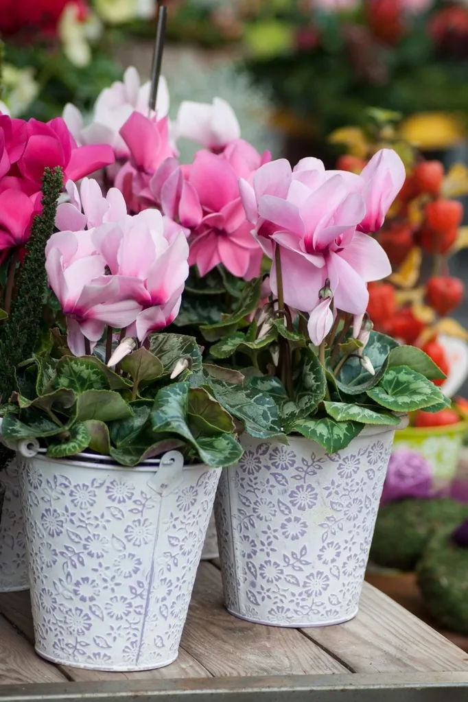 flowers in pots