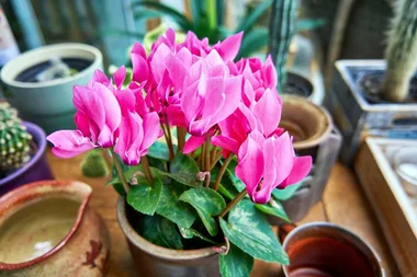 How to grow and care for cyclamens