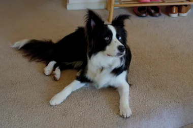 Dr Harry meets a dog that’s scared of visitors