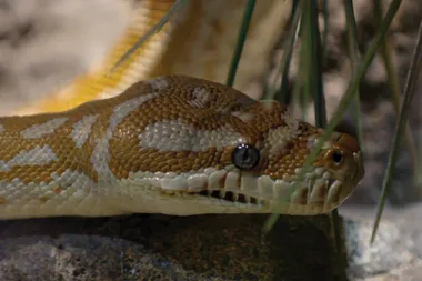 All you need to know about pet snakes
