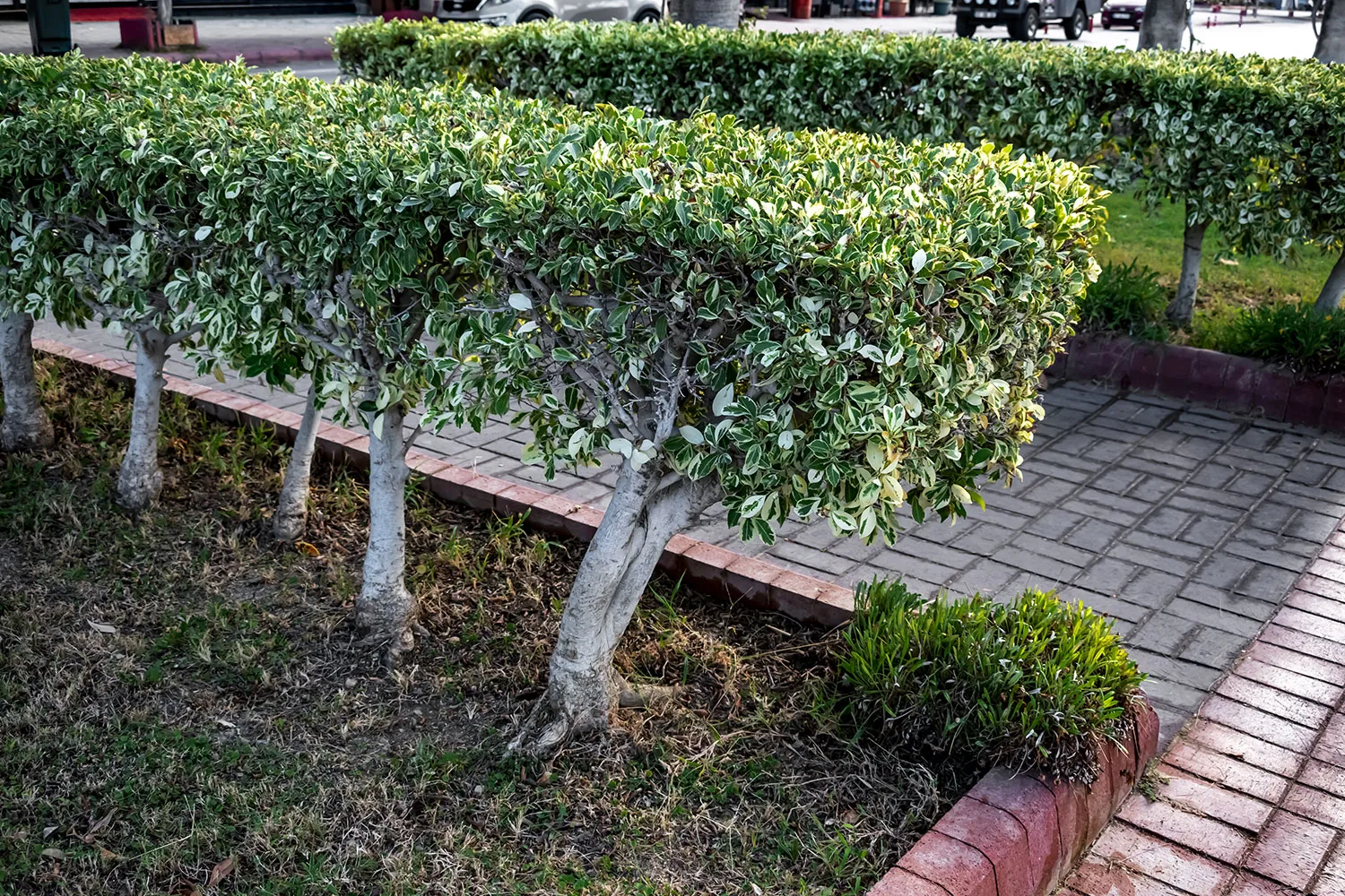 Box buxus hedge