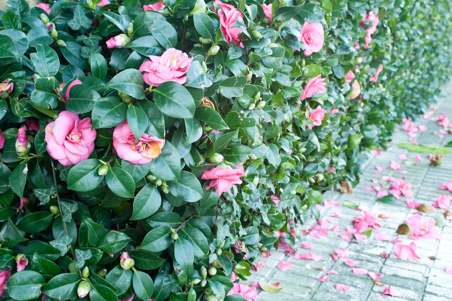 Camellia hedge