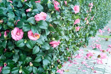 Camellia hedge
