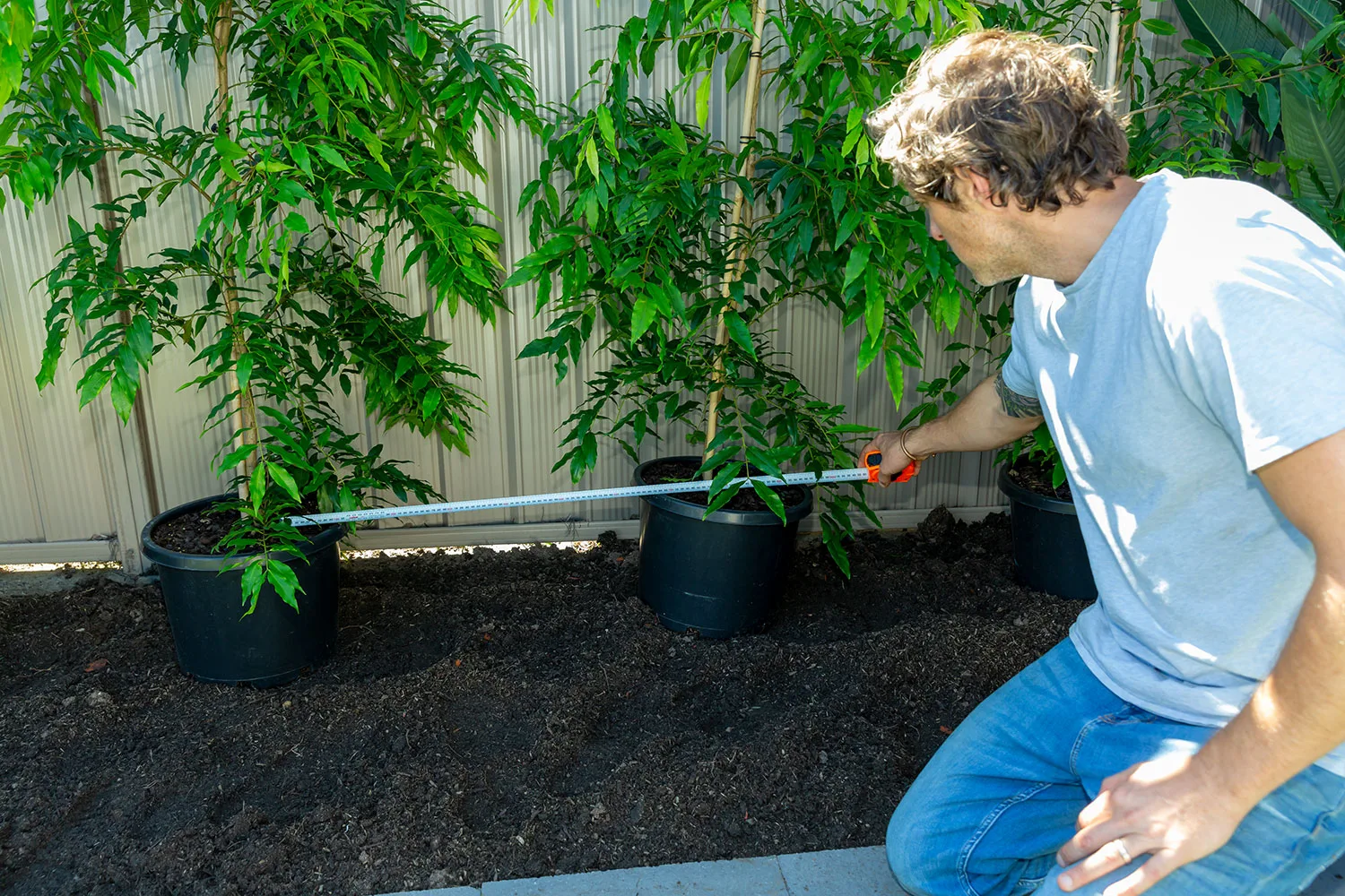 Charlie Albone measures distance between hedge