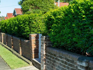 5 of the best hedge trimmers to scape your overgrown hedges
