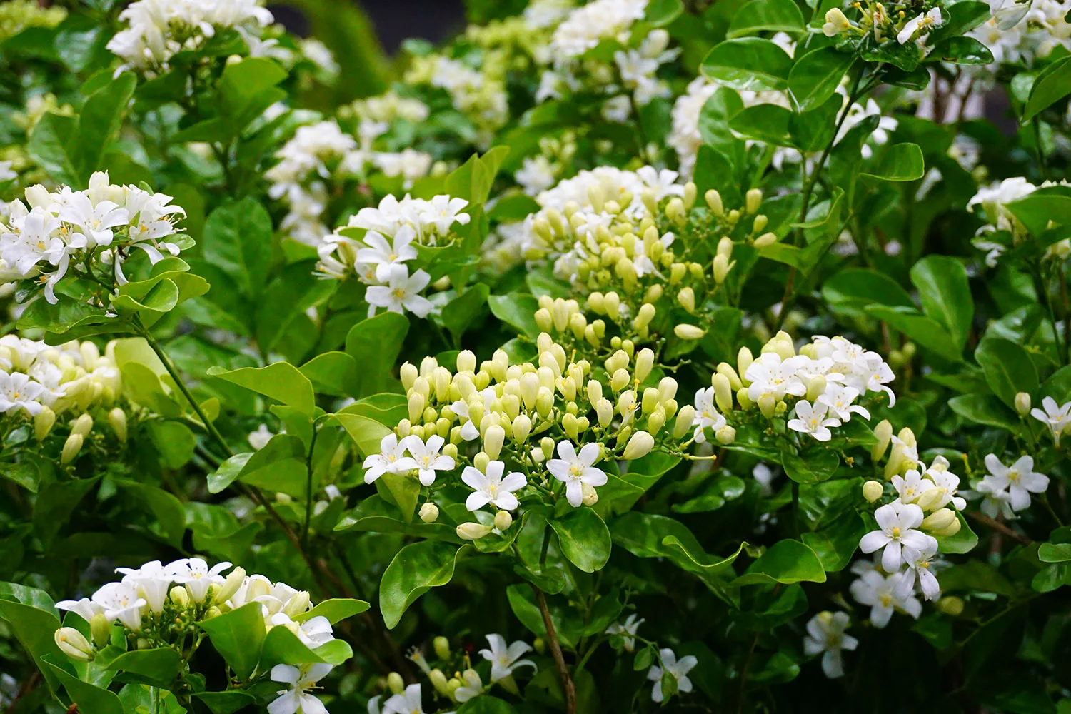 Orange jessamine