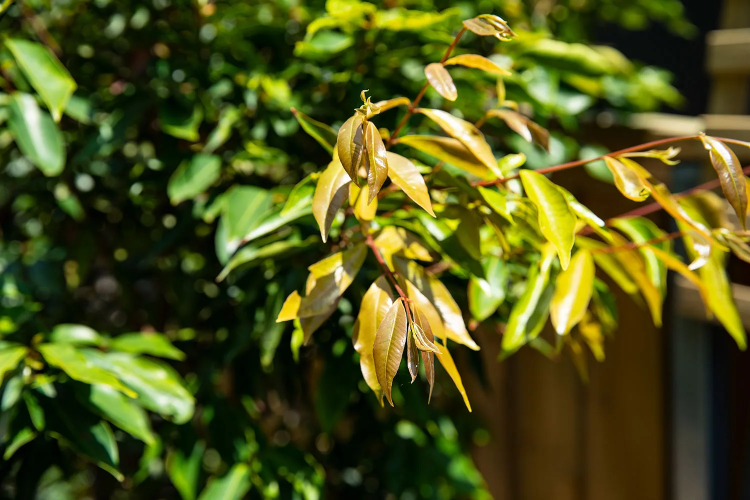 Weeping lilly pilly