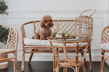Bunnings release gorgeous rattan furniture collection