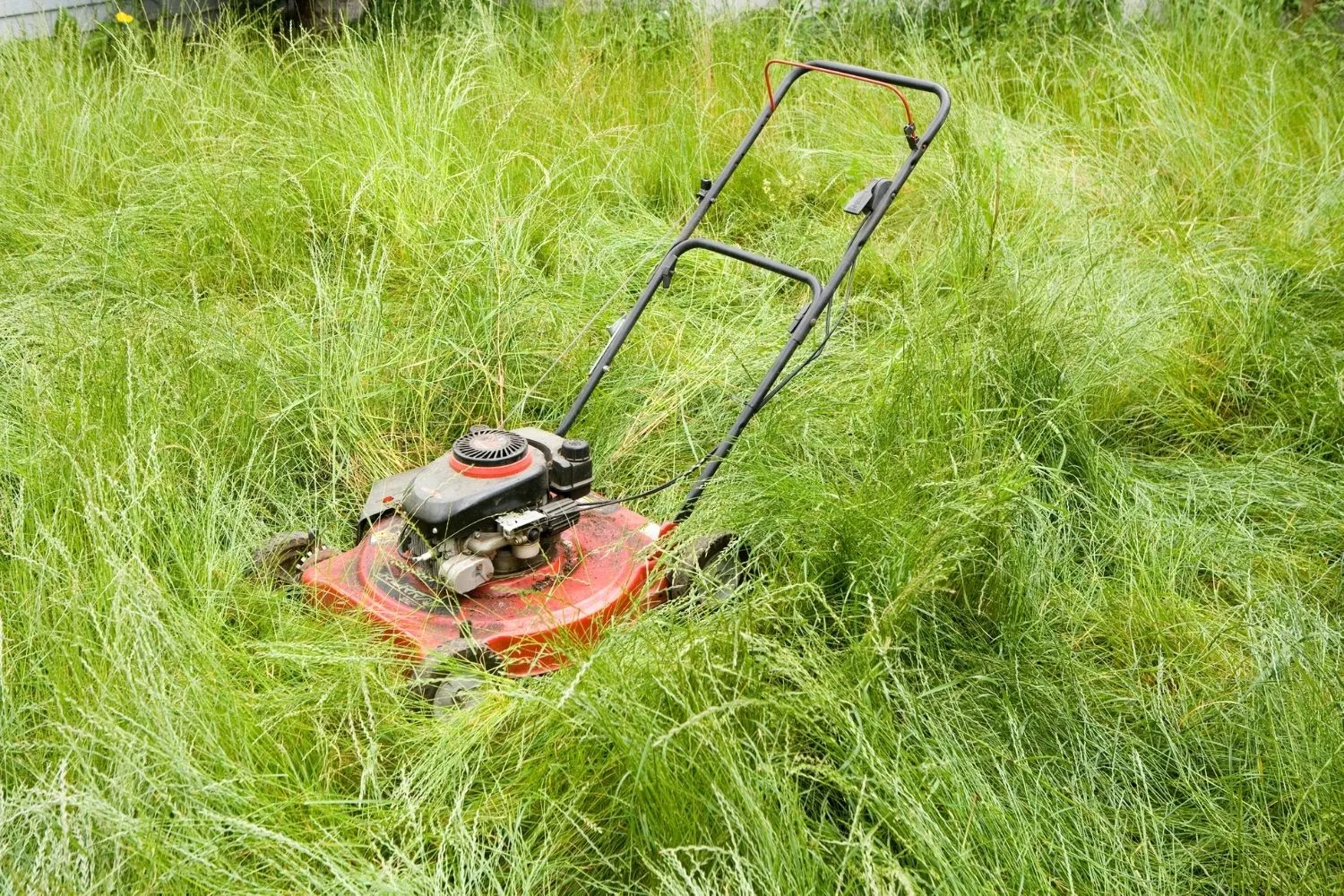overgrown lawn