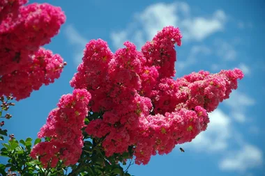 How to grow and care for crepe myrtle