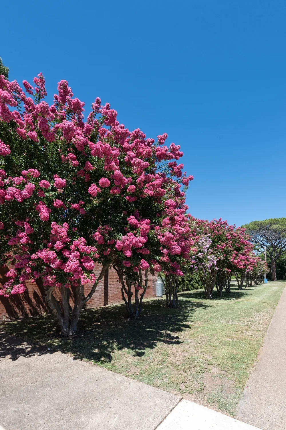 Crepe myrtle
