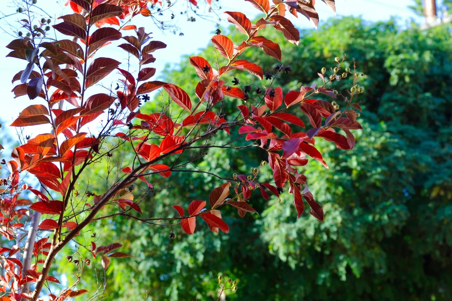 Autumn foliage of a crepe myrtle tree