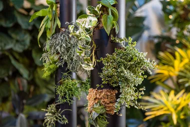 Melissa makes a PVC pipe hanging planter