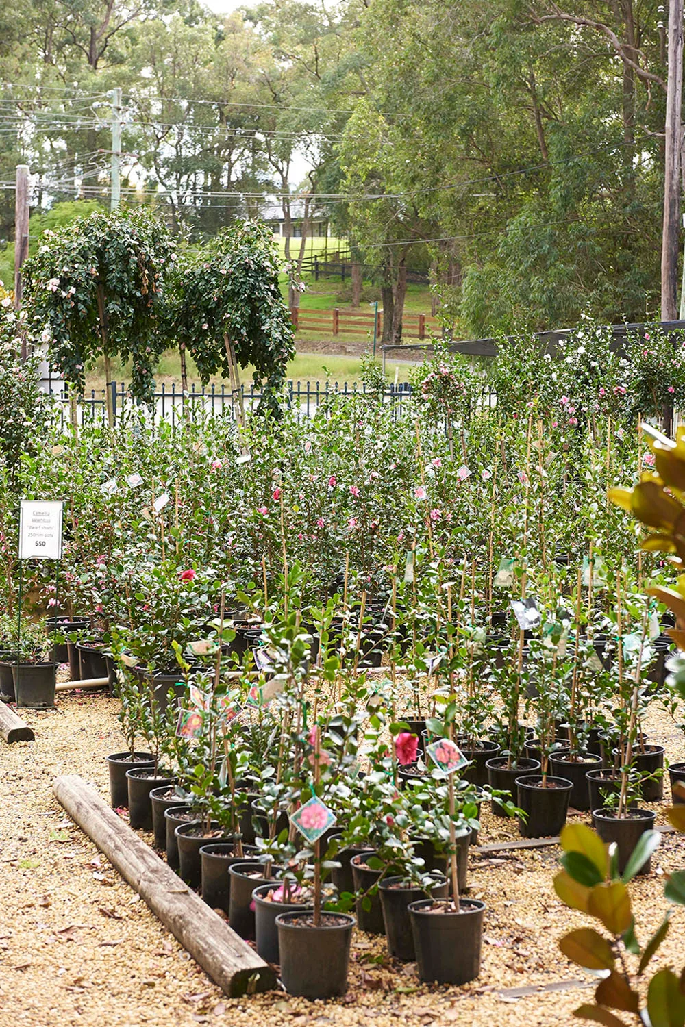Camellia plants at Camellia Grove Nursery