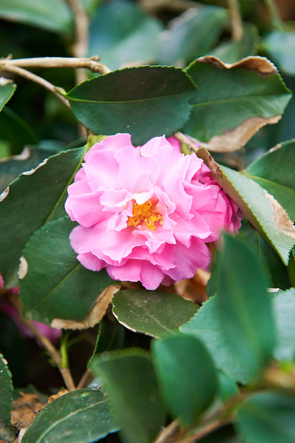 Pink Camellia reticulata
