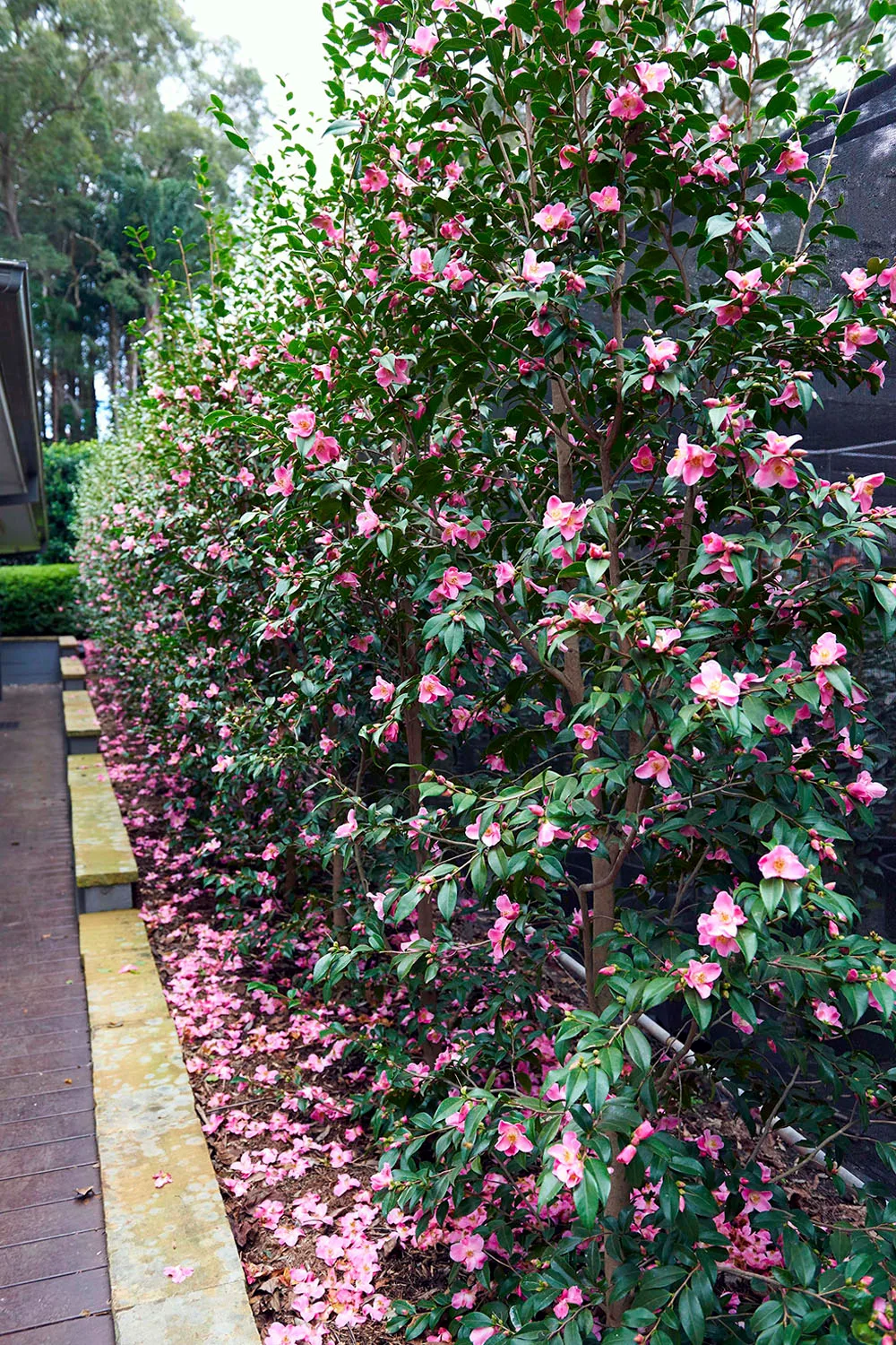 Espalier camellias