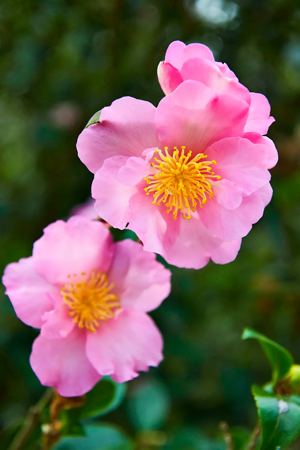 Camellia sasanqua