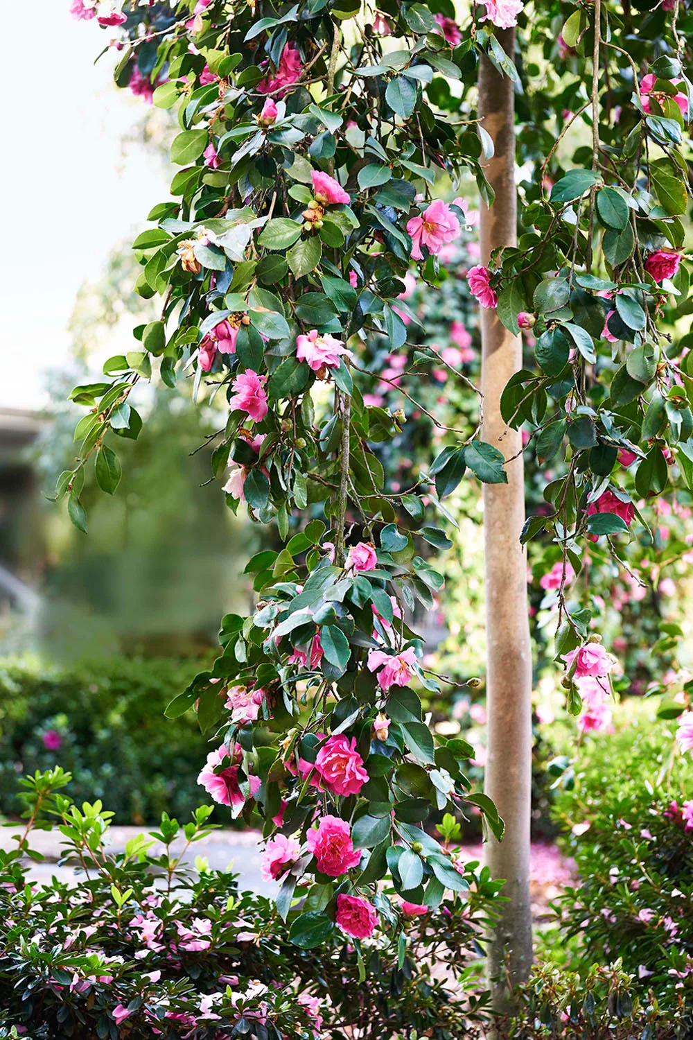 Pink camellias in bloom
