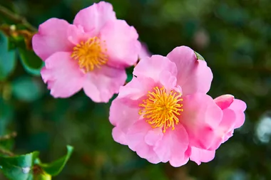 How to grow camellias for a flowering winter garden