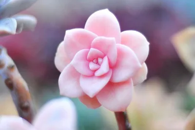 Pink succulents are the prettiest new indoor plant trend