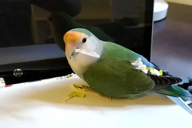 How do you stop a lovebird biting?