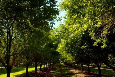 Joh and Ed visit a macadamia farm