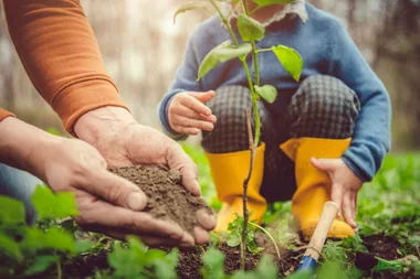 How to plant trees