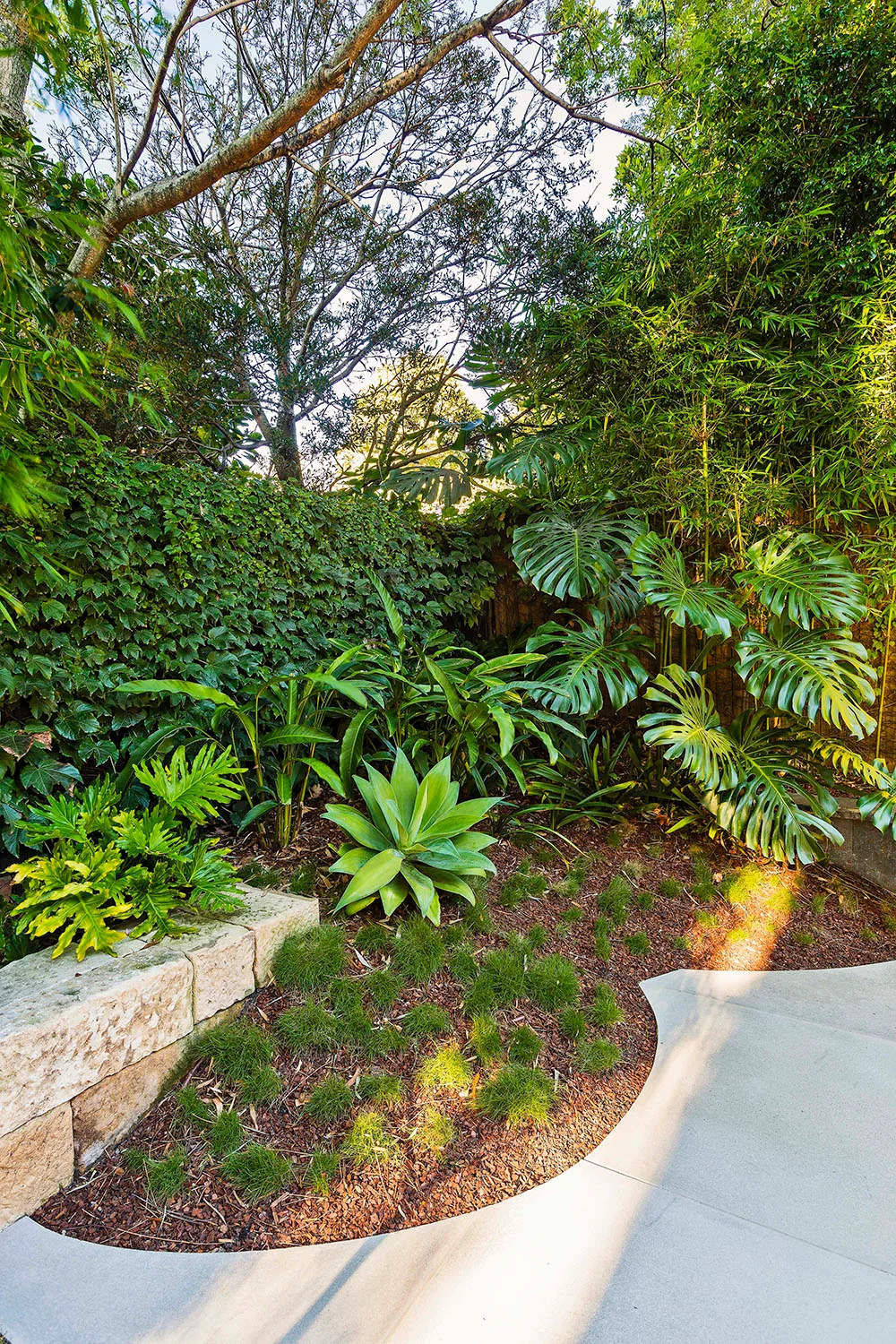 Philodendron, zoysia and agave planted in a zen garden in Sydney