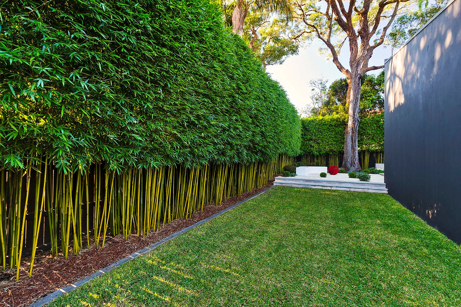 Fast growing privacy bamboo hedge next to a lawn