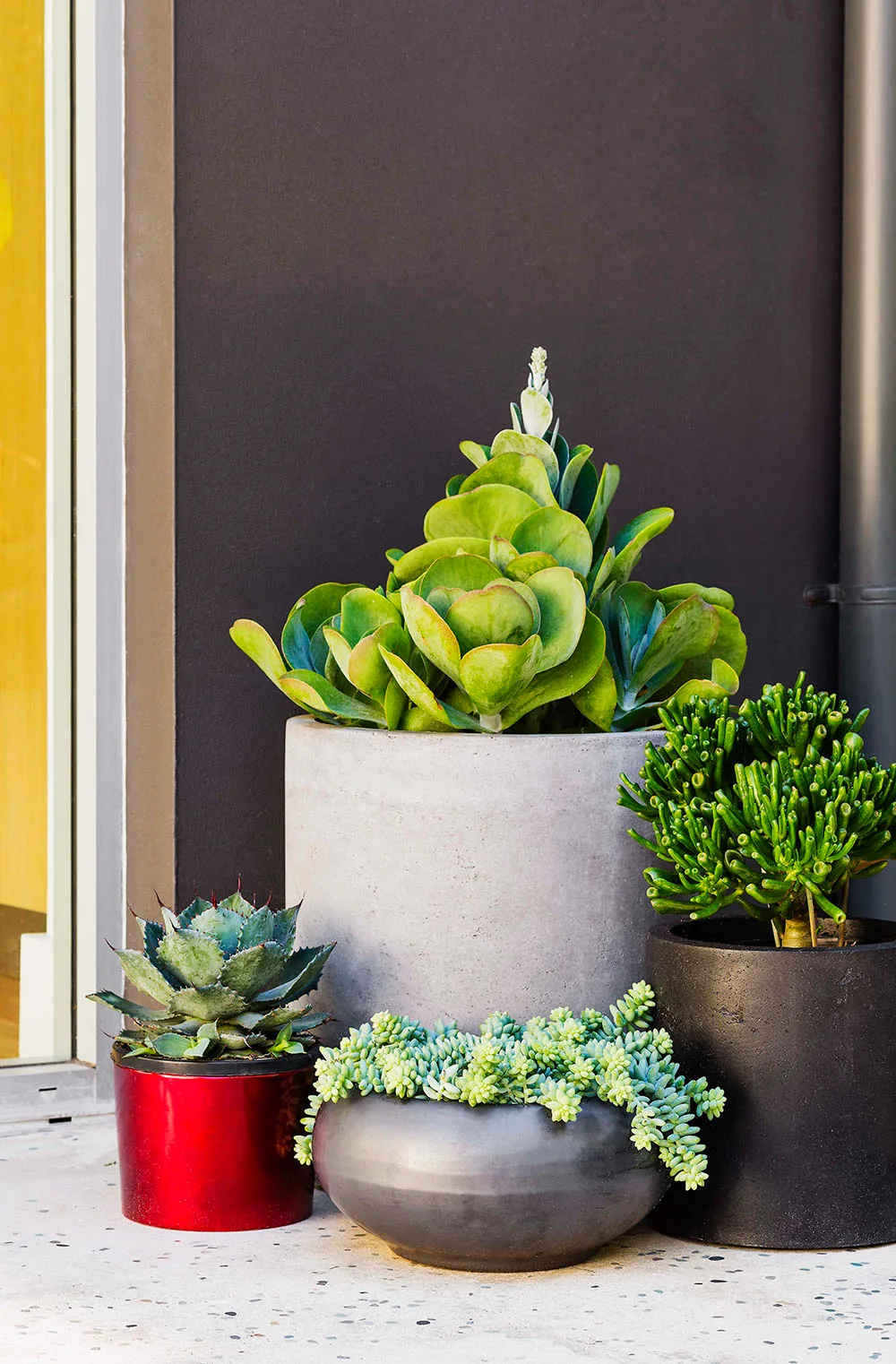 Succulents in various different garden pots