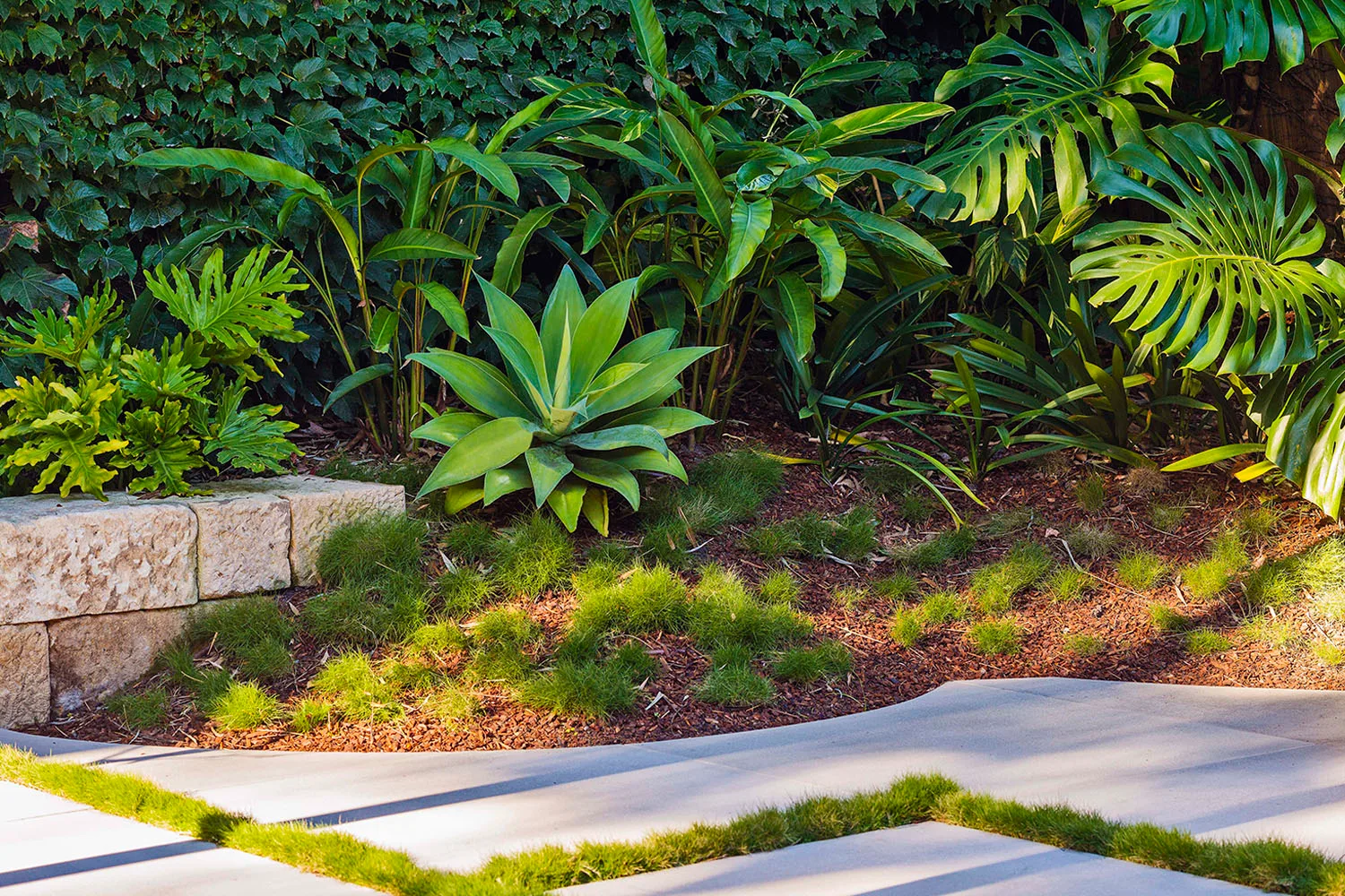 Agave and philodrendron planted in a zen inspired garden
