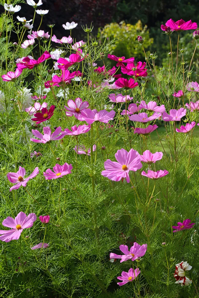 Cosmos
