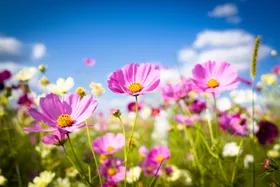 What to plant in June in Australia