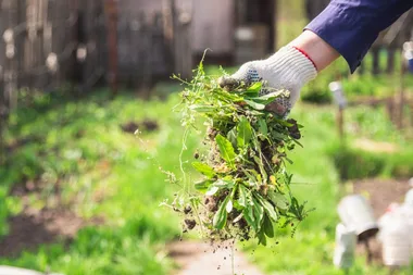 weeds