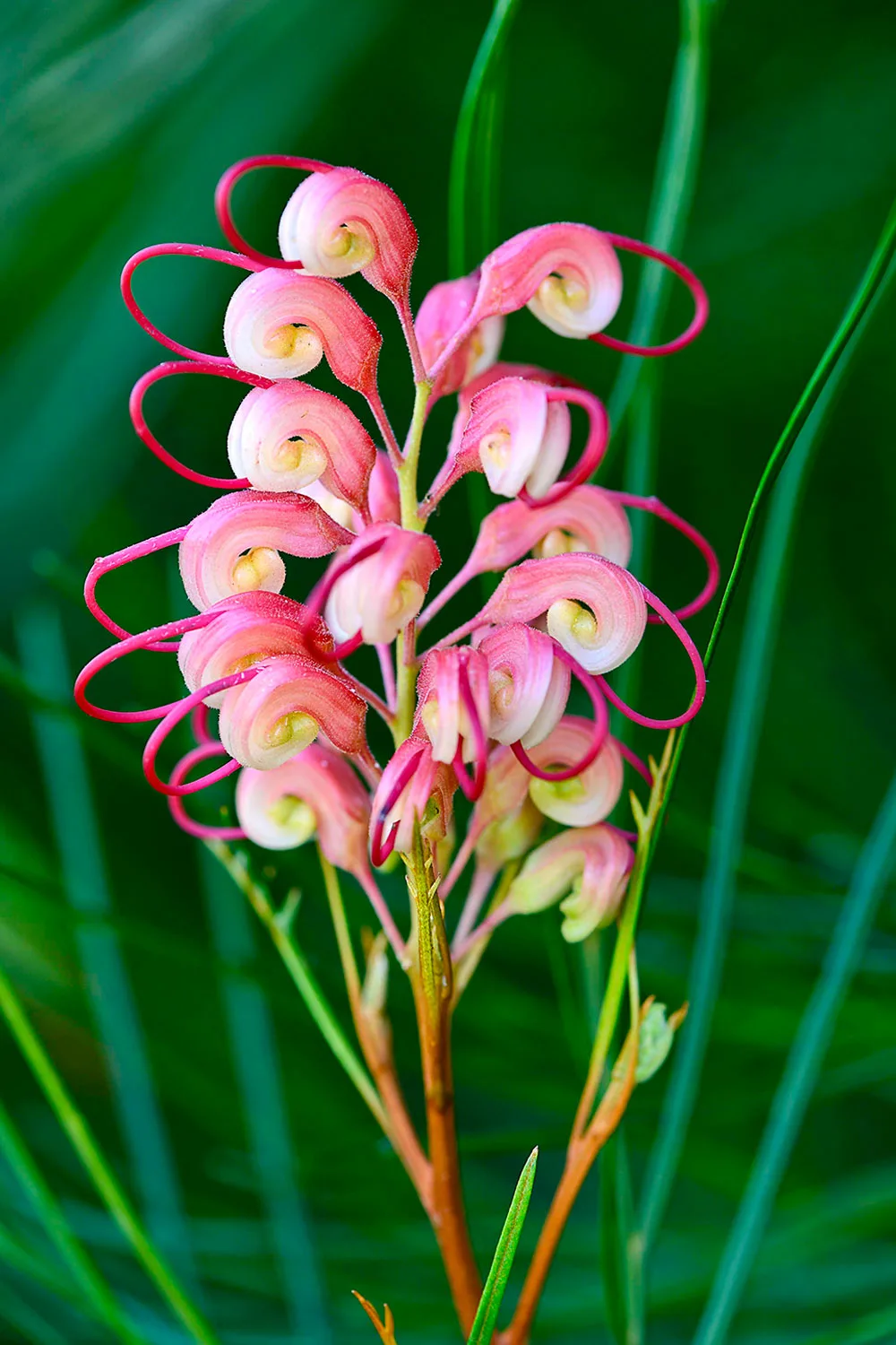 Grevillea Elegance.