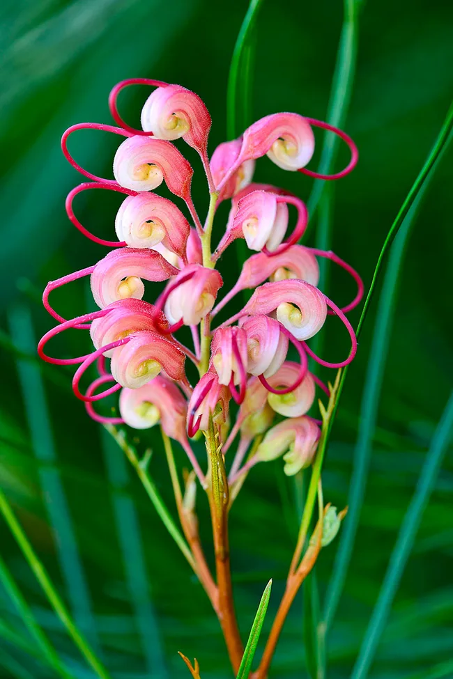 Grevillea Elegance
