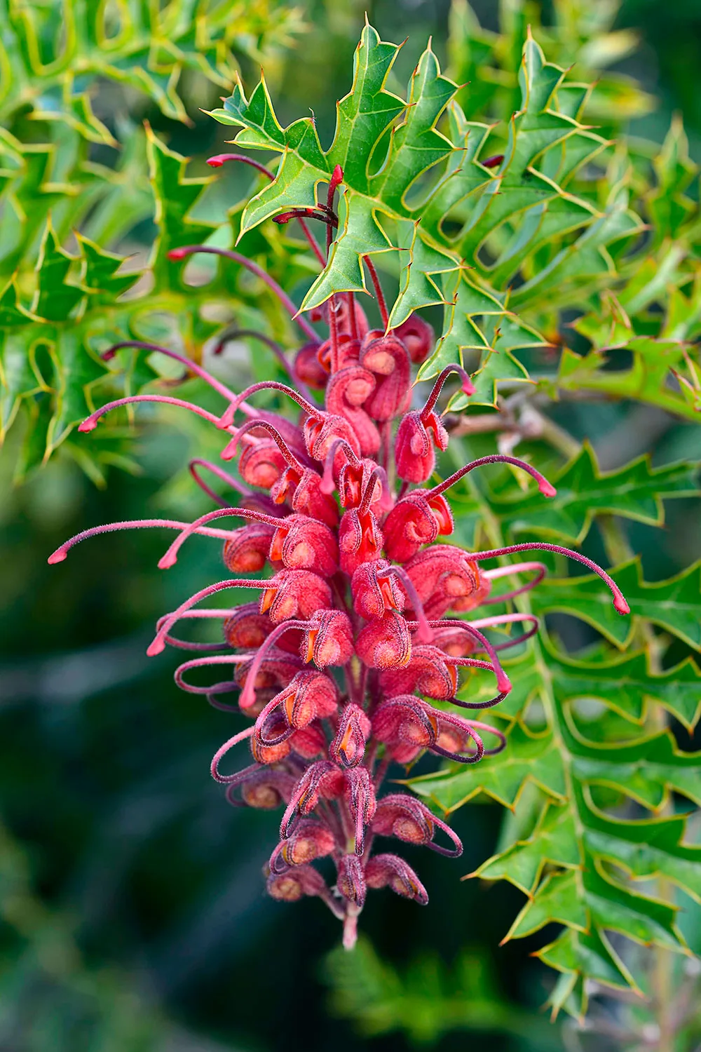 Fuchsia grevillea.