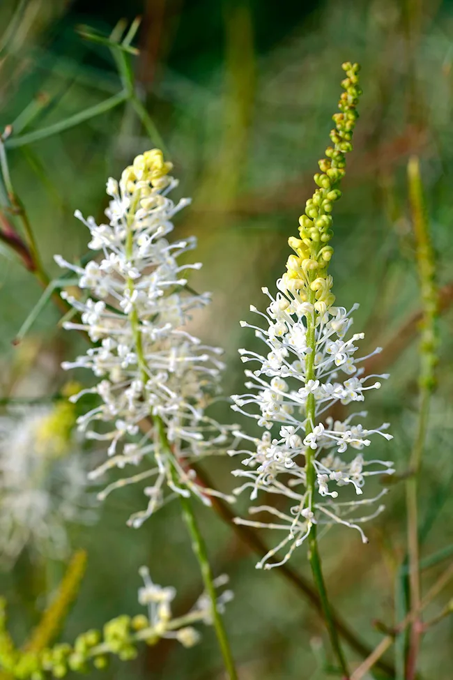 Grevillea intricata