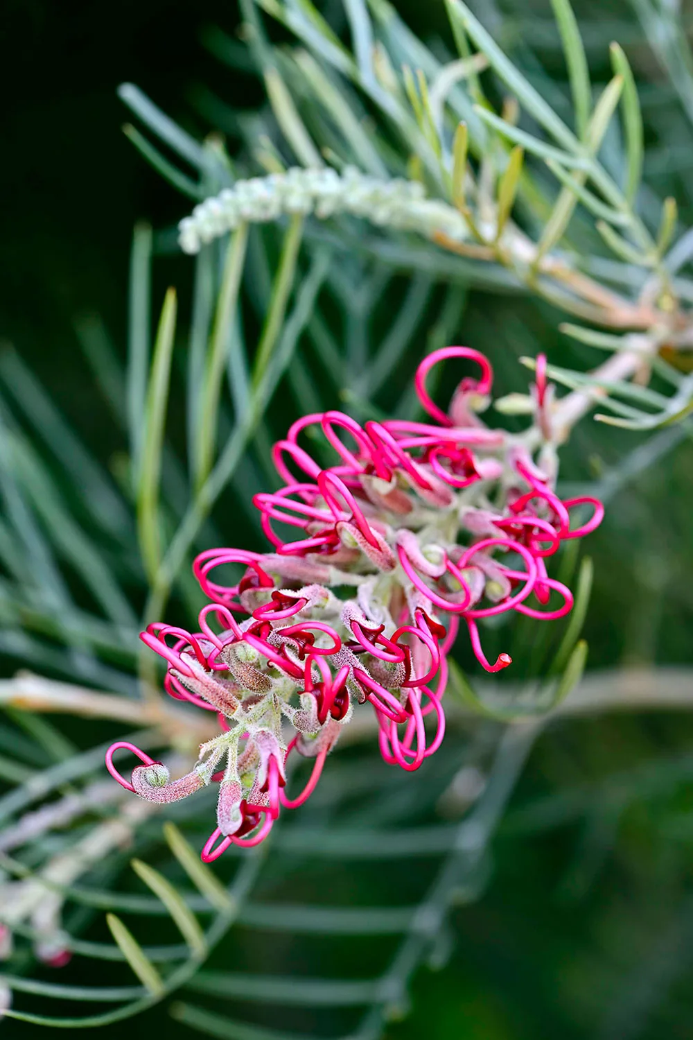 Grevillea Lolly Pops.