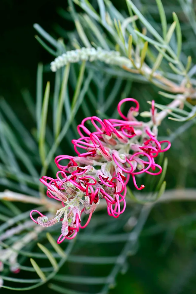Grevillea Lolly Pops
