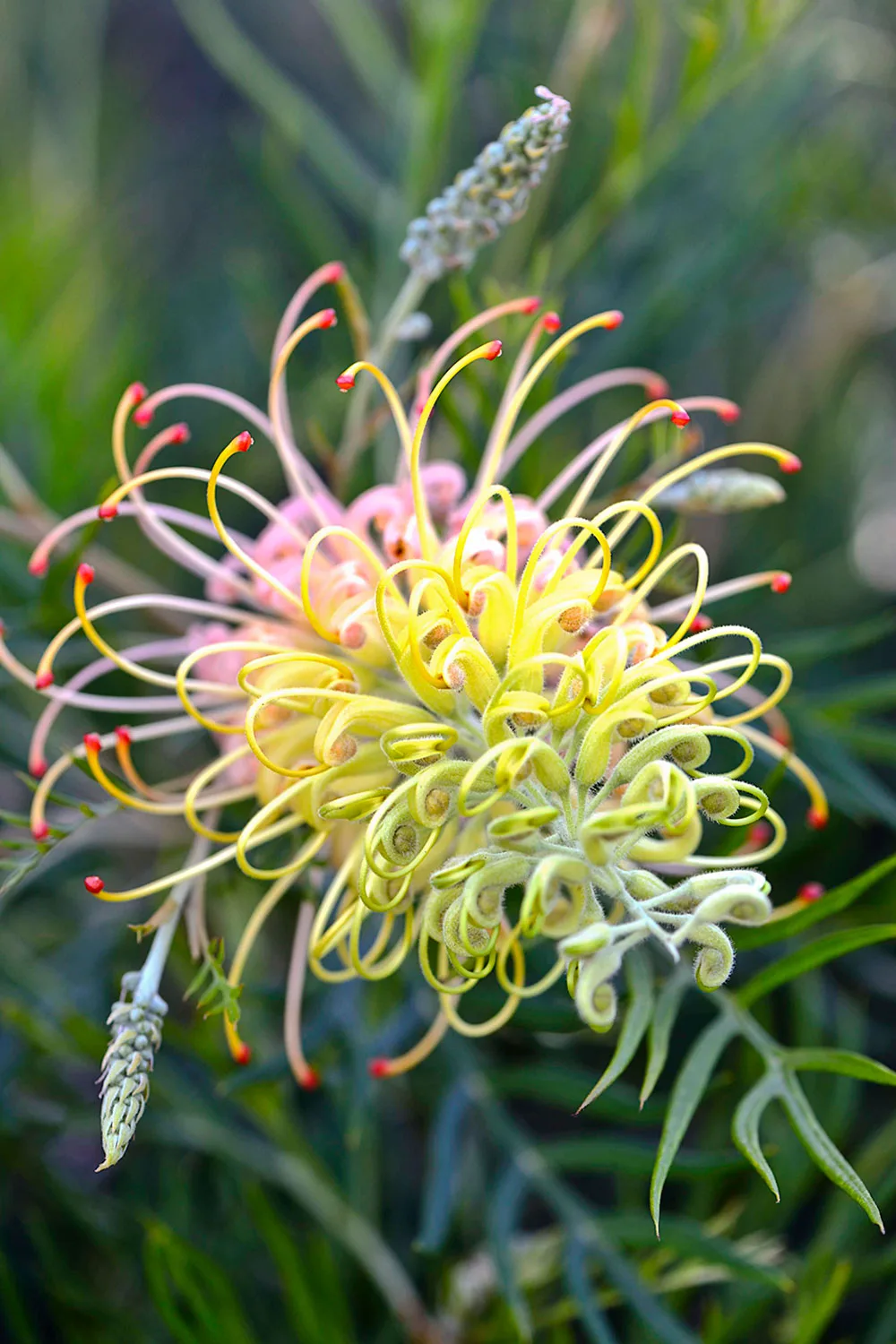 Grevillea Peaches and Cream.