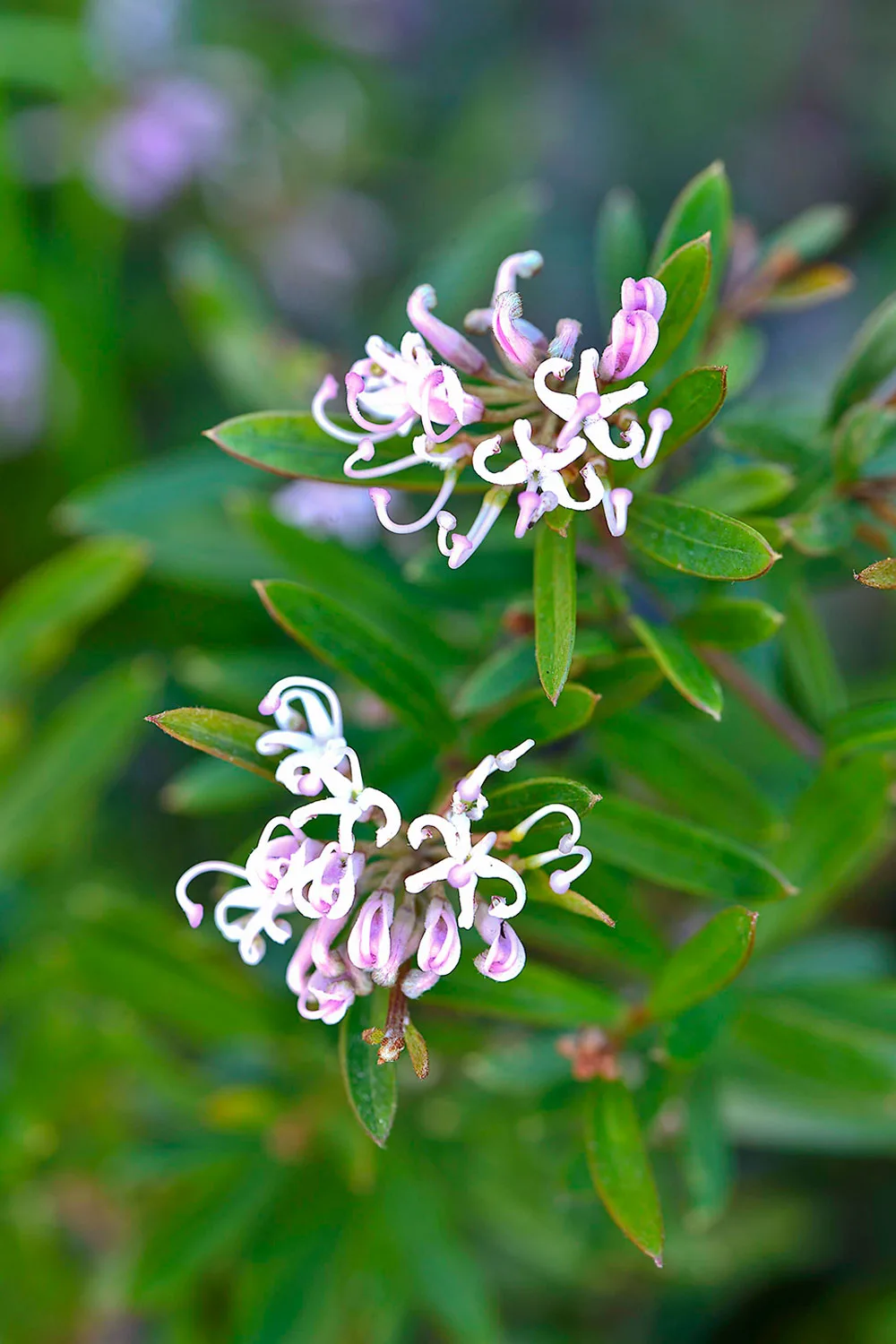 Grevillea 'Pink Midget'.