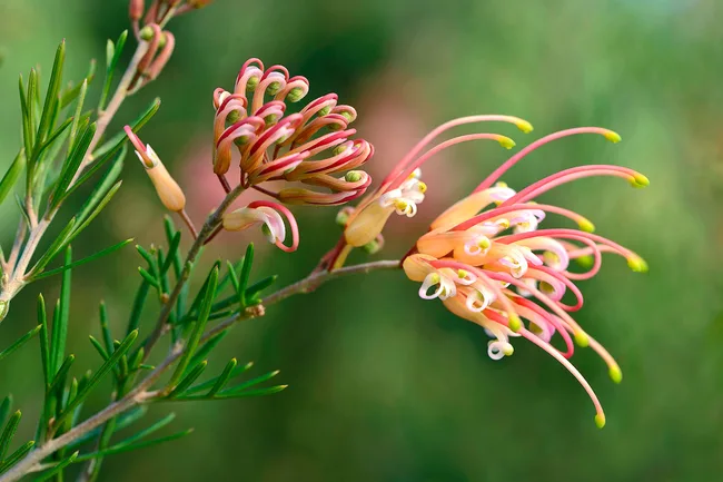 Grevillea semperflorens