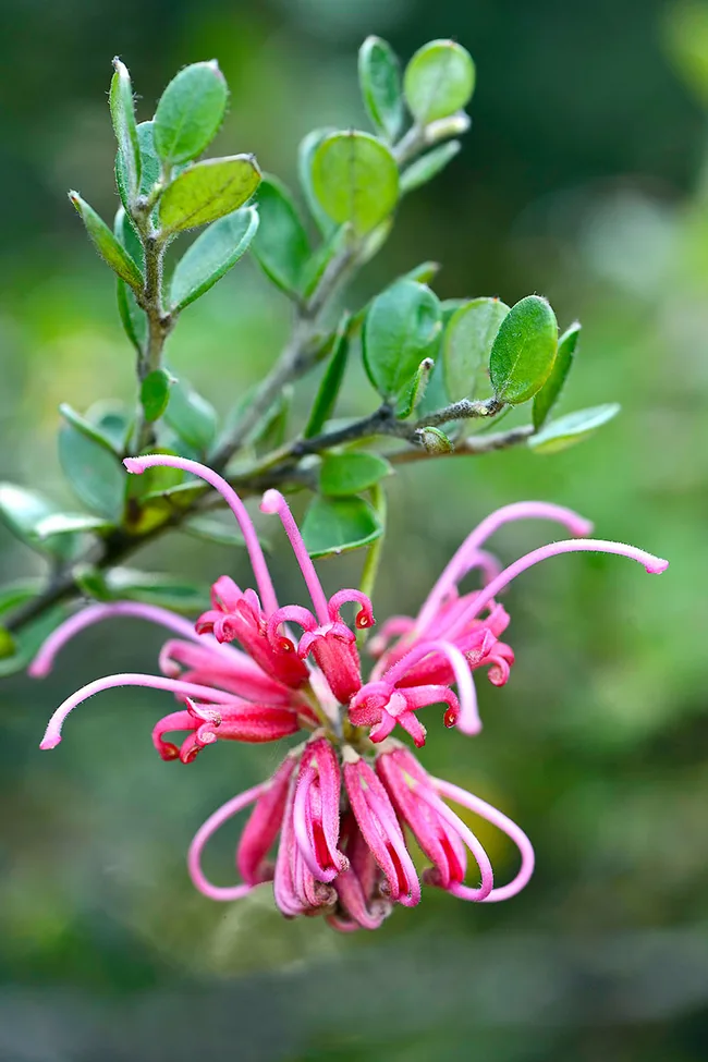 Grevillea Sid's Pink